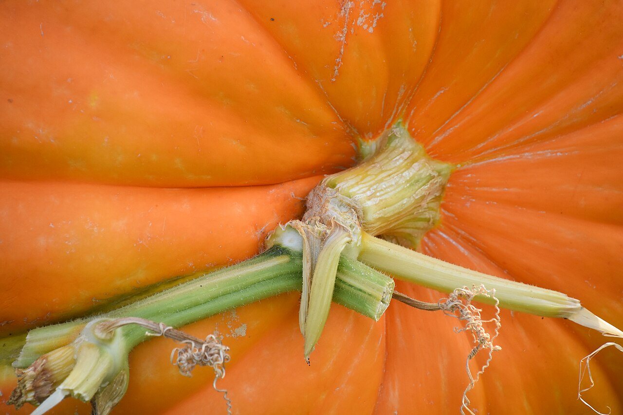 Close-up of a large orange pumpkin and its green stem at a pumpkin patch in Carlsbad, California